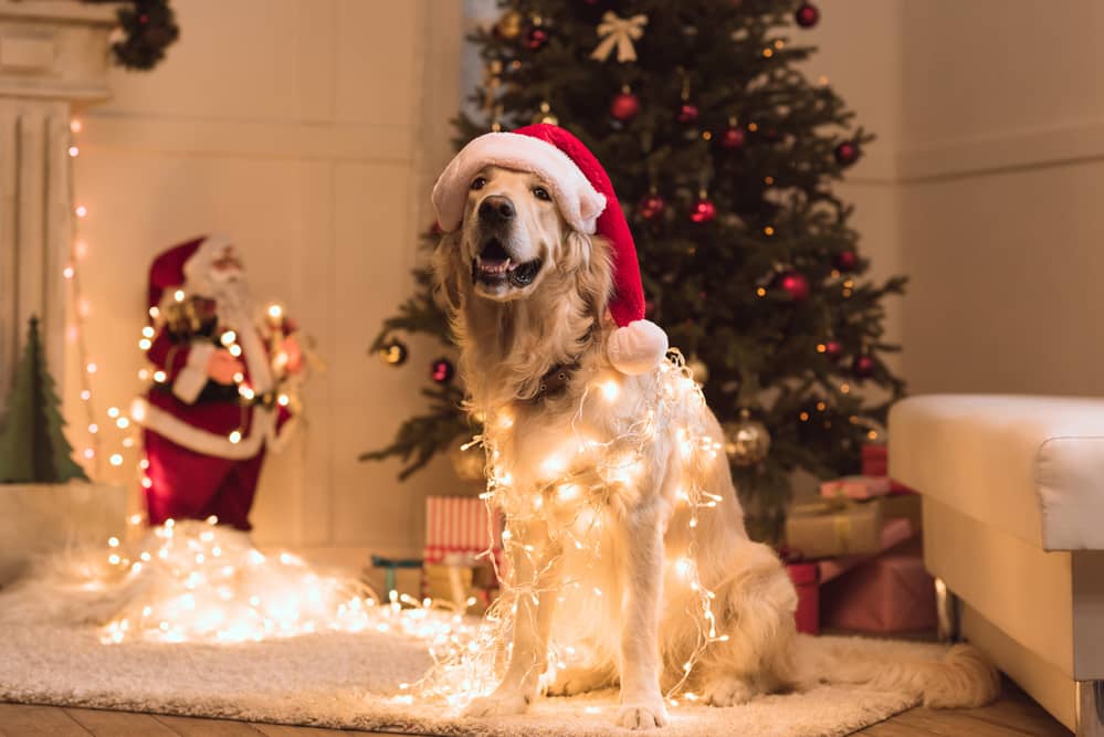 Golden Retriever tangled in Christmas lights and smiling because now he knows about Mortgage Note Ownership